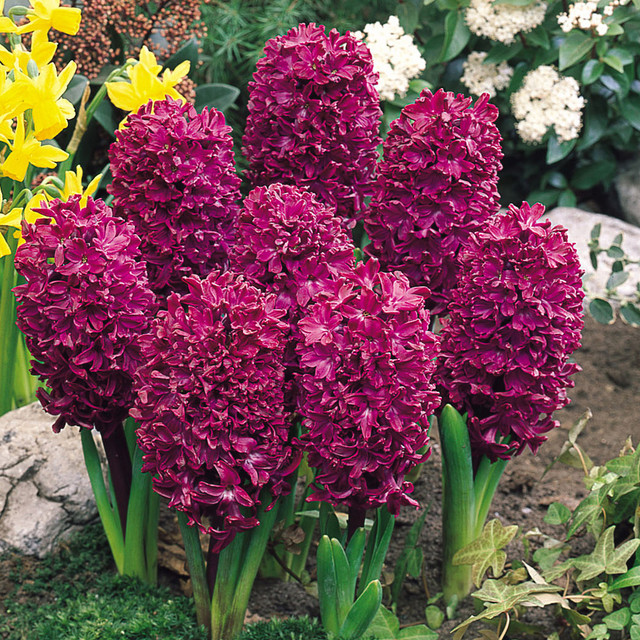 Mixed Color Hyacinth Seeds