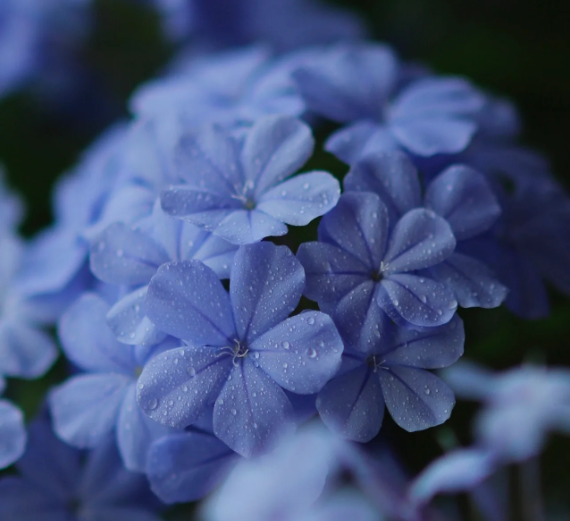 Blue Plumbago Flower Seeds - Blue Gem in the Garden