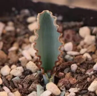 plant Aeonium Echeveria Haworthia  Caudex  Lithops Cactus  Agave 