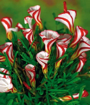 CANDY CANE OXALIS VERSICOLOR PLANT SEEDS