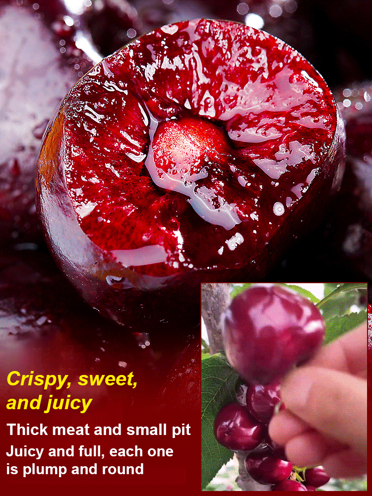 【No fruit, full refund】 Premium Giant Sweet Cherry Sapling