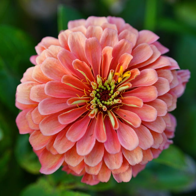 Zinnia Queeny Salmon Rose Flower | X 50 Seeds