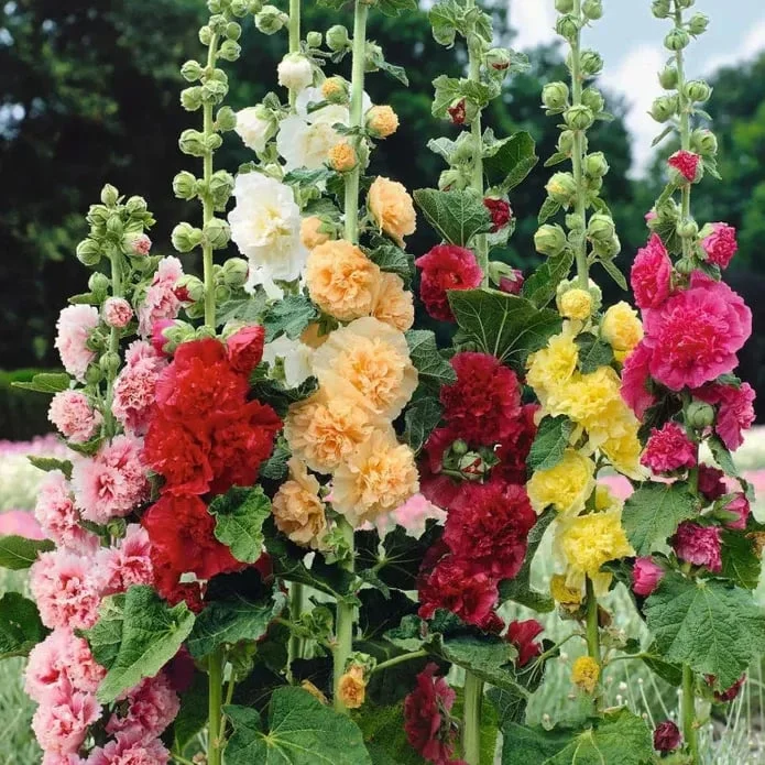 💐Double-flowered Hollyhock Seeds