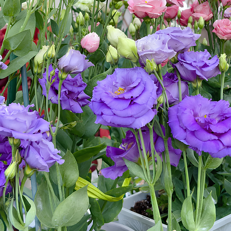 Premium Lisianthus Seeds – Grow Elegant, Long-Lasting Blooms in Your Garden