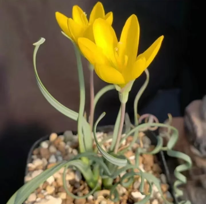 plant Aeonium Echeveria Haworthia  Caudex  Lithops Cactus  Agave 