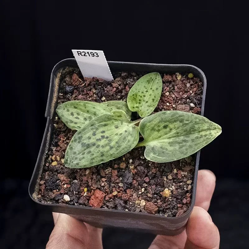 plant Aeonium Echeveria Haworthia  Caudex  Lithops Cactus  Agave 