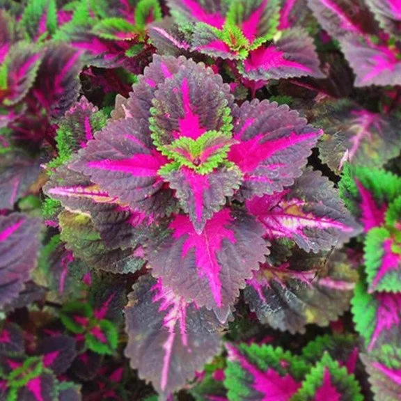 50pcs/Bag Coleus Bonsai Flower Leaf Plants Rainbow Dragon Seeds Garden