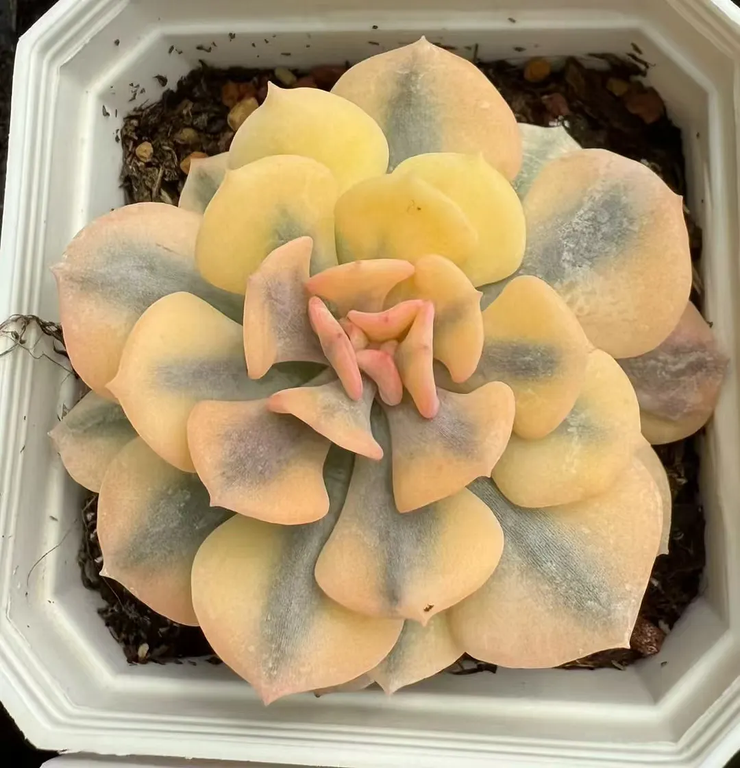 plant Aeonium Echeveria Haworthia  Caudex  Lithops Cactus  Agave 