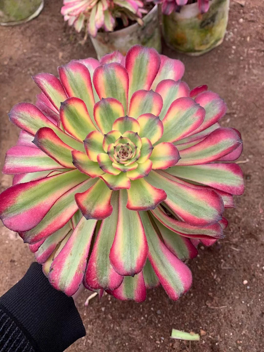 175.Meiya  single head and cutting/ Aeonium plants / Succulent plants  / Garden landscape / Carefully select healthy plants