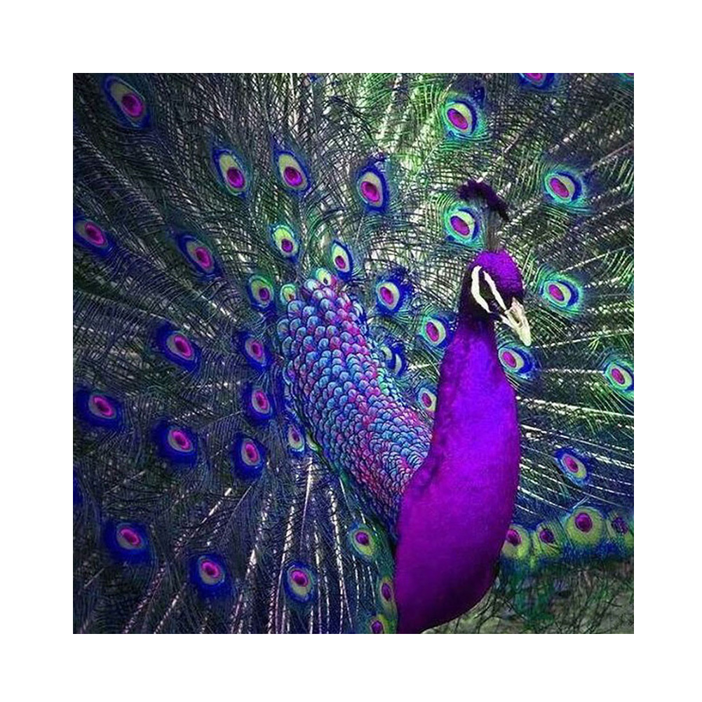 

Peacock - Square Drill Diamond Painting - 30*30CM, 501 Original