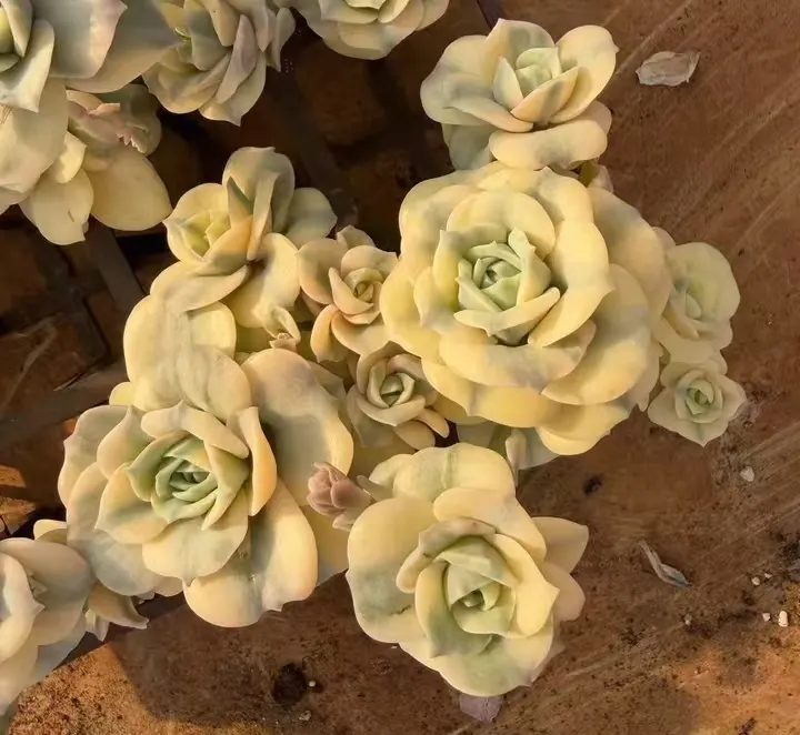 plant Aeonium Echeveria Haworthia  Caudex  Lithops Cactus  Agave 