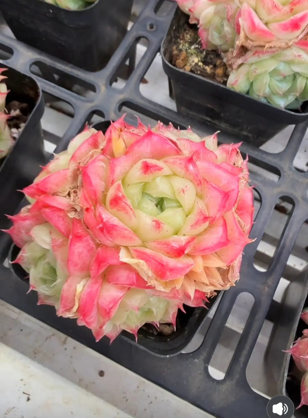 plant Aeonium Echeveria Haworthia  Caudex  Lithops Cactus  Agave 