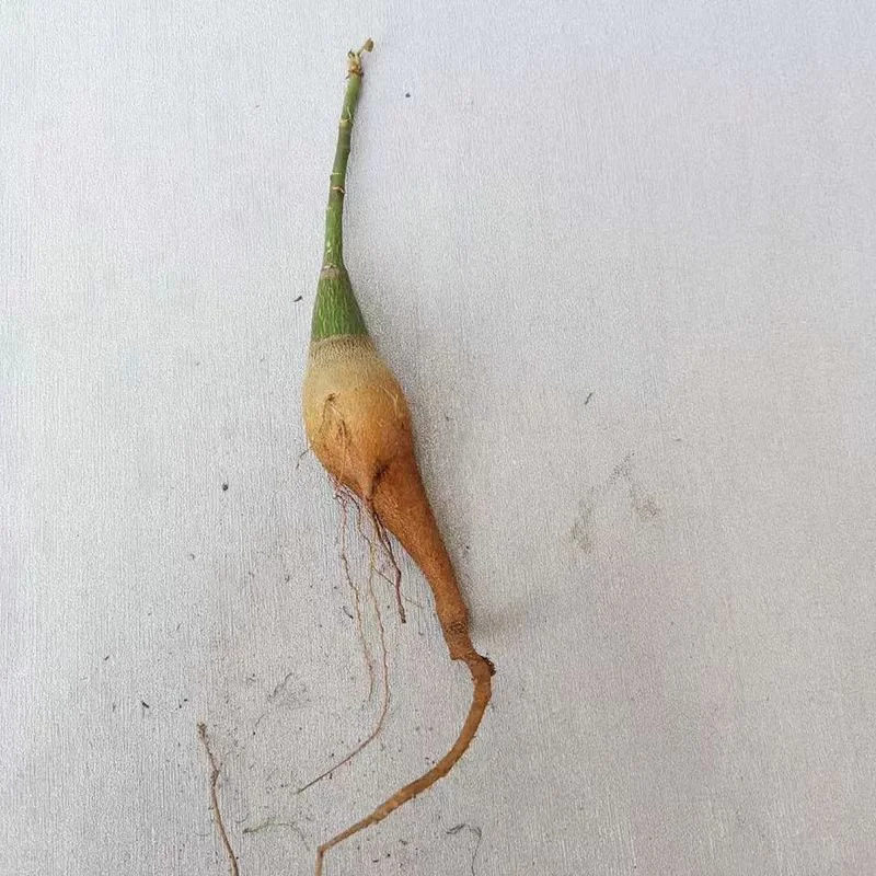 plant Aeonium Echeveria Haworthia  Caudex  Lithops Cactus  Agave 