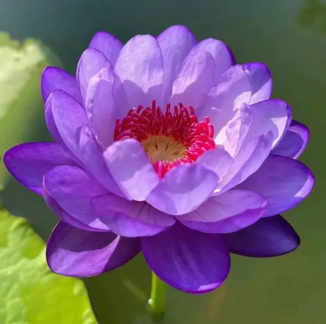 🌸【7 days germination】Last Day Sale - 50% OFF💐The Sacred Bonsai Bowl Lotus Flower