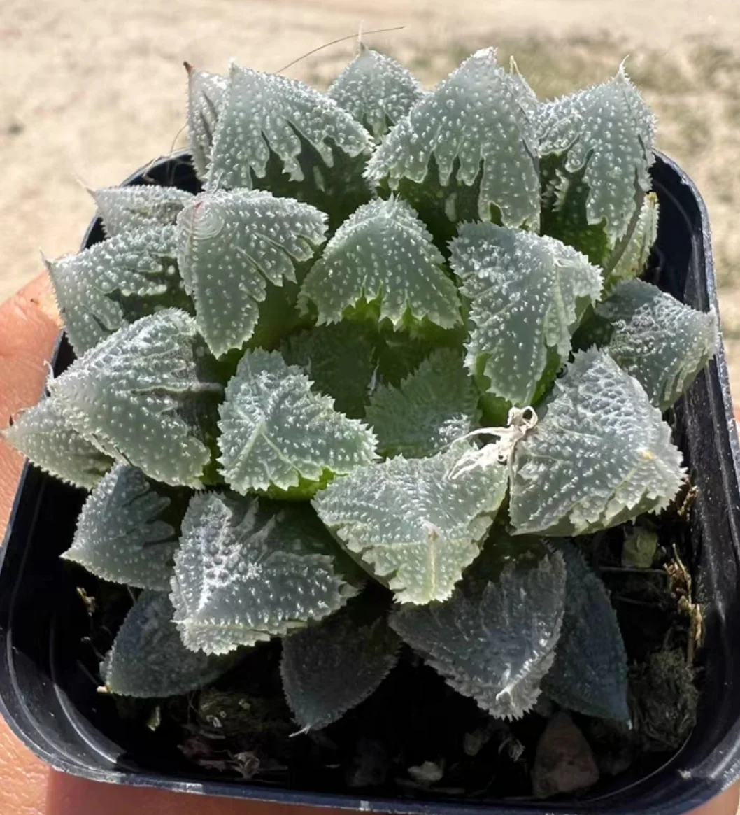 plant Aeonium Echeveria Haworthia  Caudex  Lithops Cactus  Agave 