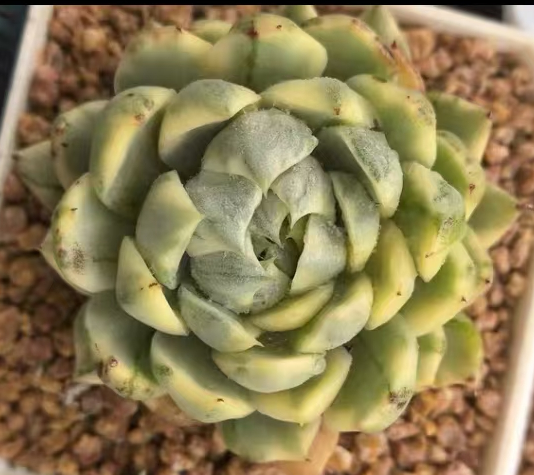 plant Aeonium Echeveria Haworthia  Caudex  Lithops Cactus  Agave 