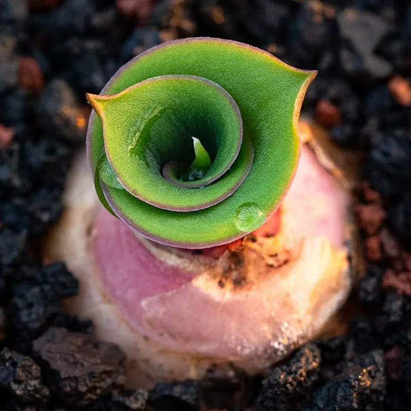 plant Aeonium Echeveria Haworthia  Caudex  Lithops Cactus  Agave 