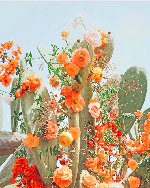 

Cactus Flower Aesthetic – Paint By Numbers - 40*50CM, 501 Original