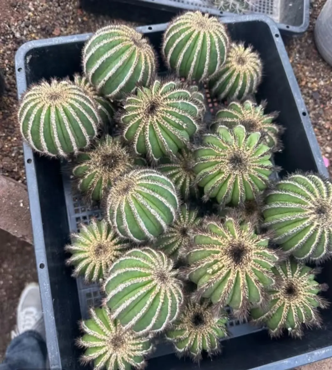 plant Aeonium Echeveria Haworthia  Caudex  Lithops Cactus  Agave 