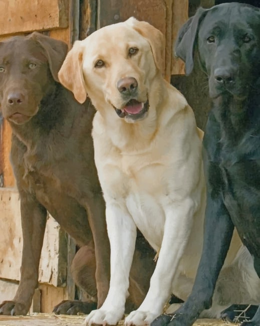 

Yellow Black And Chocolate Labs – Paint By Numbers - 40*50CM, 501 Original