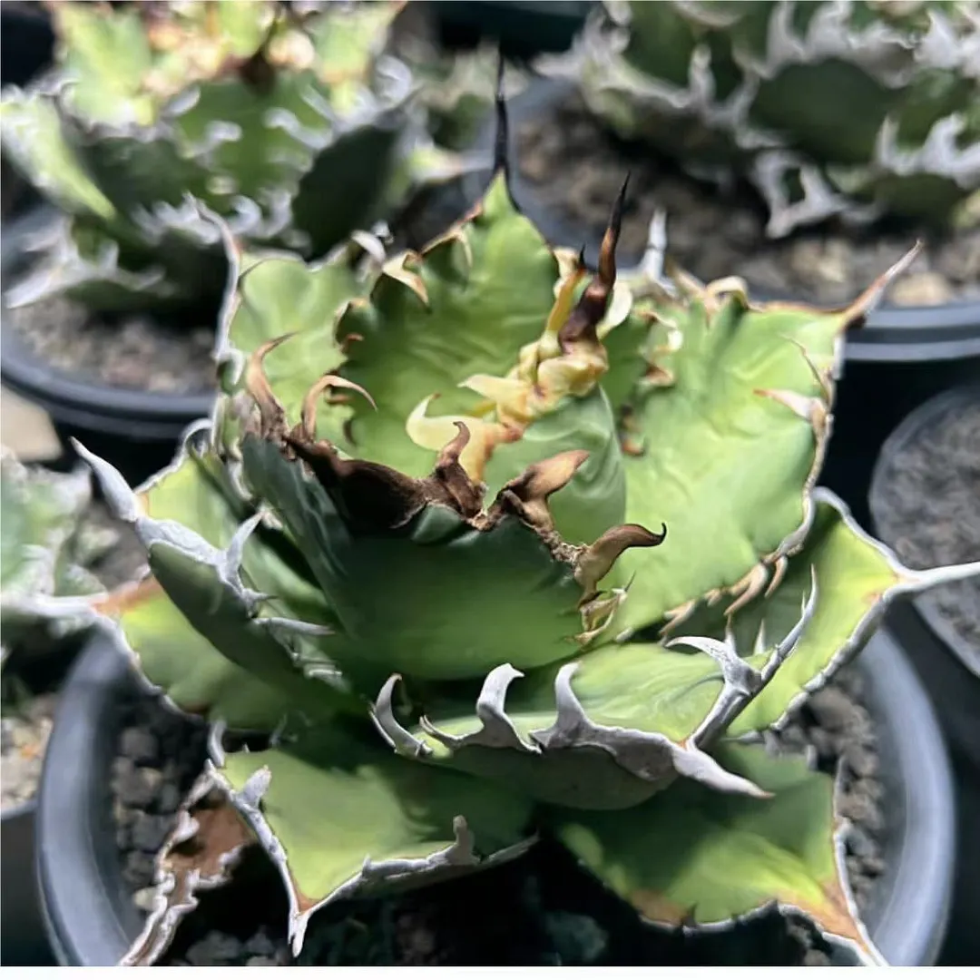 plant Aeonium Echeveria Haworthia  Caudex  Lithops Cactus  Agave 