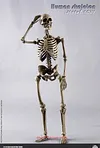 COOMODEL NOBS011 THE HUMAN SKELETON DIECAST ALLOY 1/6 Model