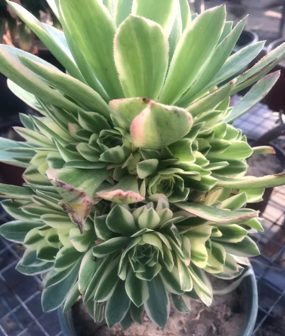 plant Aeonium Echeveria Haworthia  Caudex  Lithops Cactus  Agave 