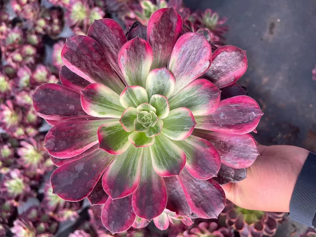 plant Aeonium Echeveria Haworthia  Caudex  Lithops Cactus  Agave 