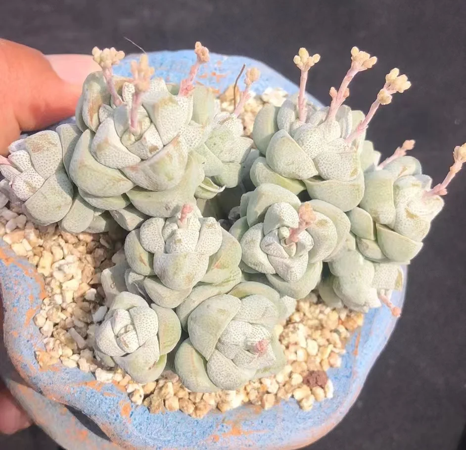 560. Echeveria  Crassula deceptrix .single head and cluster  /Echeveria / Succulent plants / Garden landscape / Carefully select healthy plants