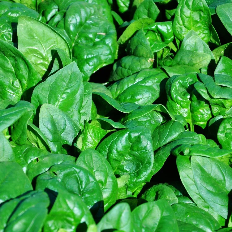 Spinach Regiment F1 Organic