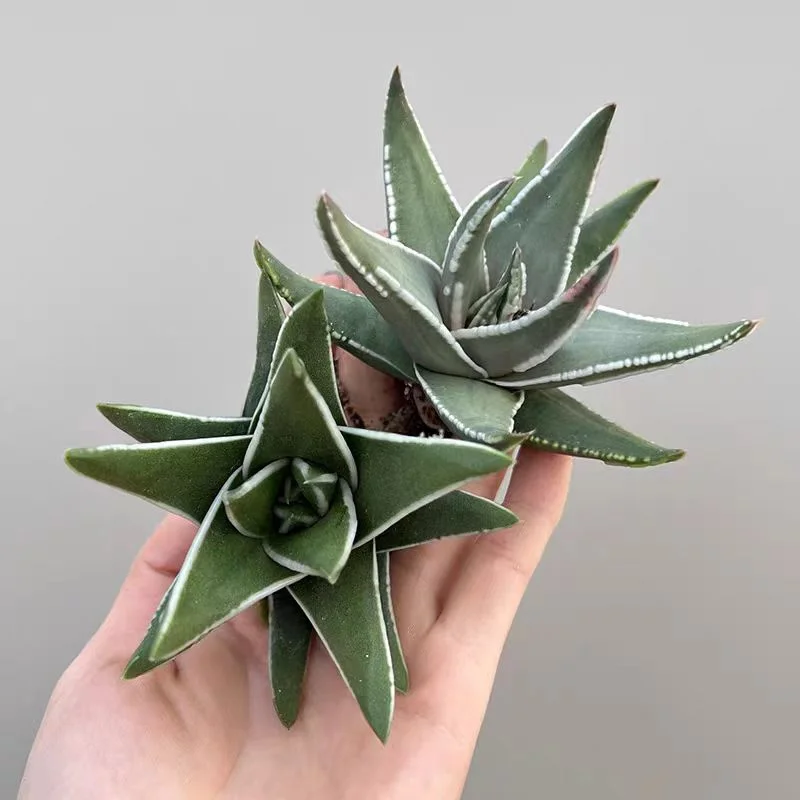 zwyw45.Haworthia Marginata White Edge 3-4cm/ Haworthia/ Succulent  plants / Garden landscape / Carefully select healthy plants