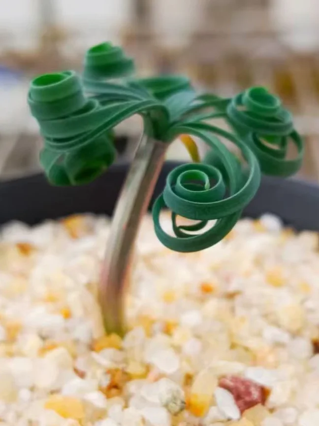 plant Aeonium Echeveria Haworthia  Caudex  Lithops Cactus  Agave 