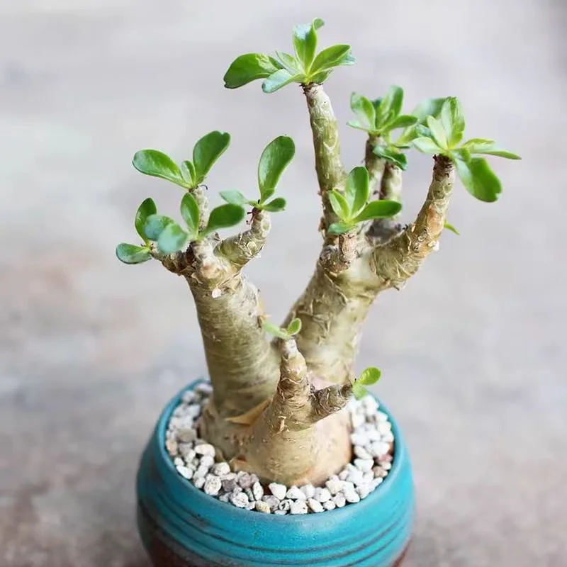 plant Aeonium Echeveria Haworthia  Caudex  Lithops Cactus  Agave 