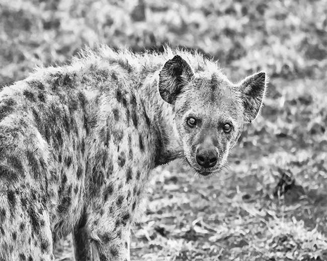 

Hyenas black and white – Paint By Numbers - 40*50CM, 501 Original