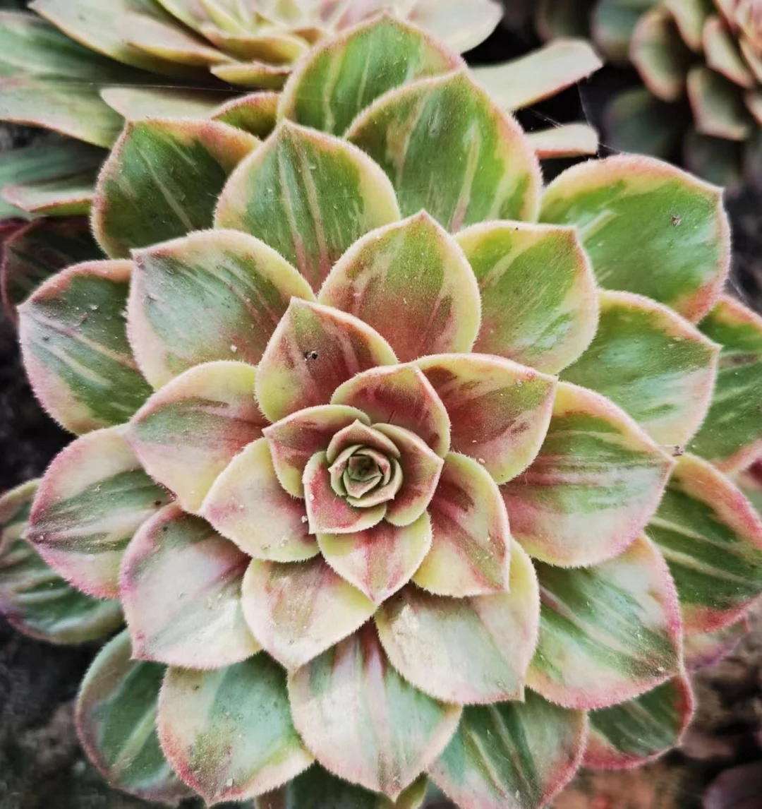 plant Aeonium Echeveria Haworthia  Caudex  Lithops Cactus  Agave 