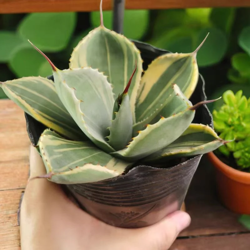 fk28.Agave parryi var. truncata Orizaba 8-10cm/Agave plants/ Succulent plants / Garden landscape / Carefully select healthy plants