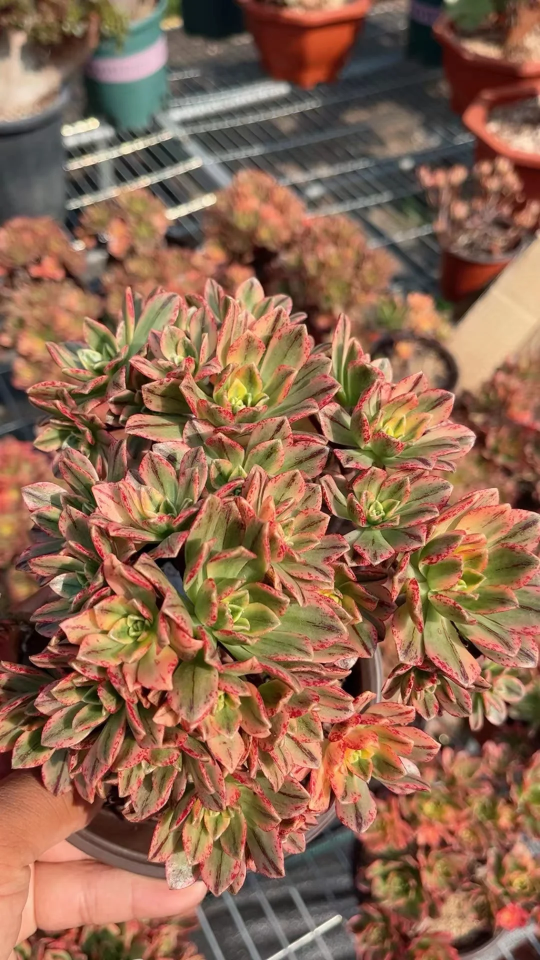 plant Aeonium Echeveria Haworthia  Caudex  Lithops Cactus  Agave 