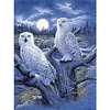 Owl-11CT Stamped Cross Stitch-40*50cm
