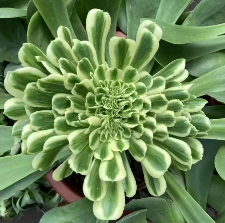 57.Maybach crested cutting 6cm/ Aeoniumcrested/ Aeonium plants / Garden landscape / Carefully select healthy plants