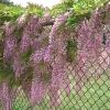 🌸WISTERIA - THE GARDEN&rsquo;S CASCADING BEAUTY ALL YEAR ROUND