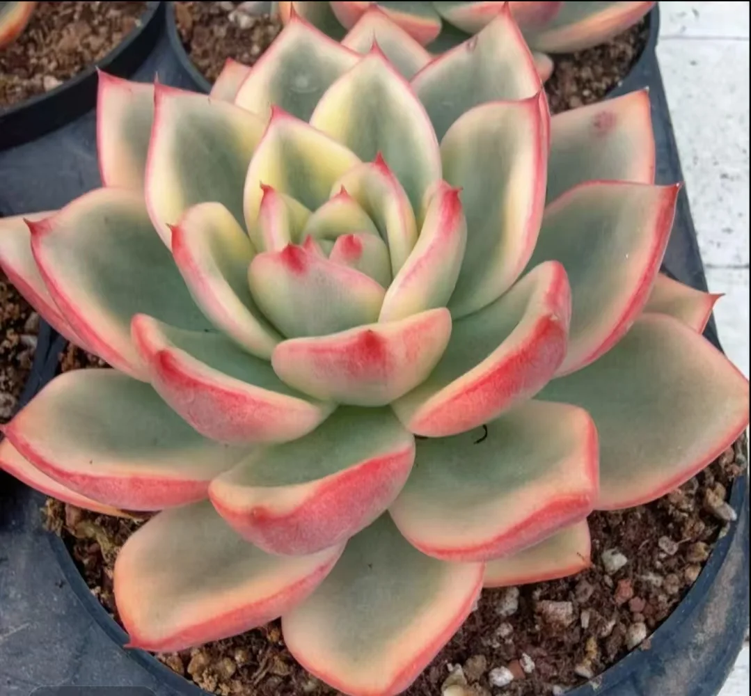 plant Aeonium Echeveria Haworthia  Caudex  Lithops Cactus  Agave 
