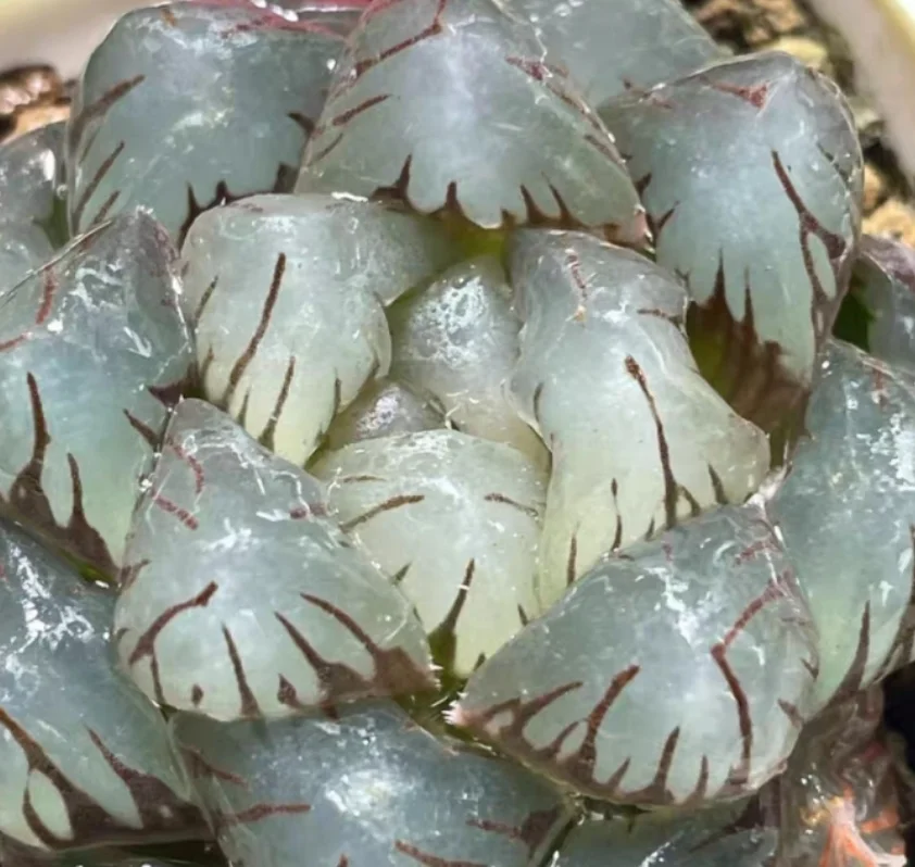 plant Aeonium Echeveria Haworthia  Caudex  Lithops Cactus  Agave 