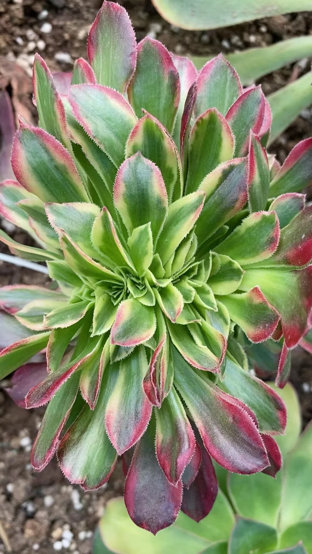 plant Aeonium Echeveria Haworthia  Caudex  Lithops Cactus  Agave 