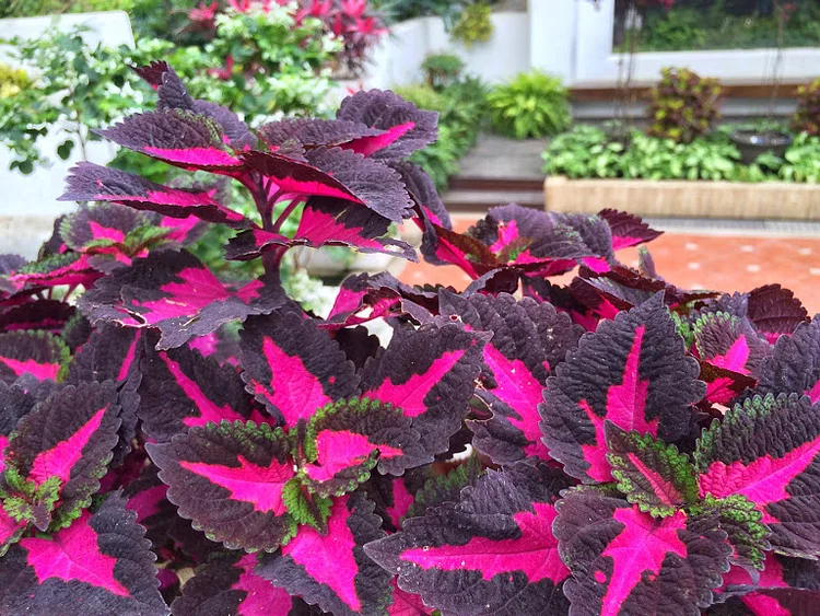 Coleus ‘China Rose’
