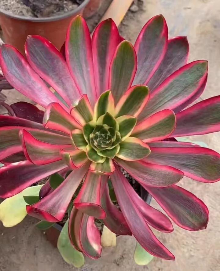 plant Aeonium Echeveria Haworthia  Caudex  Lithops Cactus  Agave 