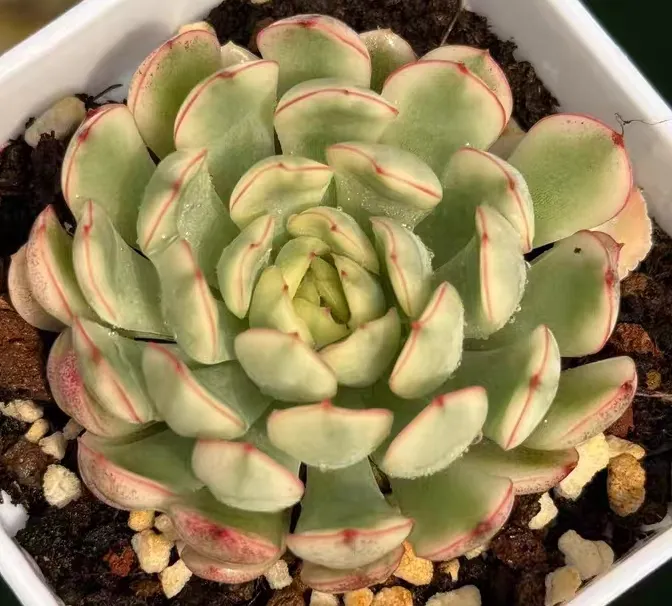 plant Aeonium Echeveria Haworthia  Caudex  Lithops Cactus  Agave 