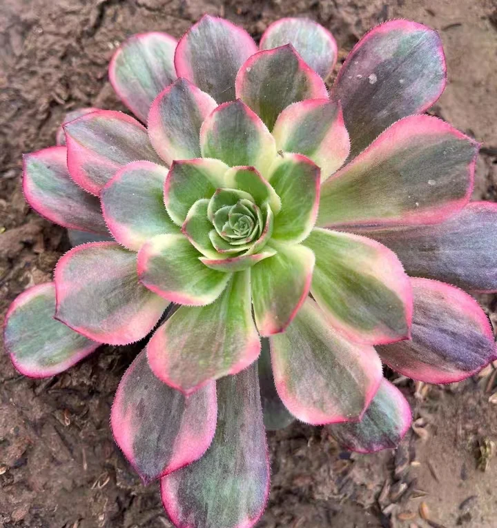 plant Aeonium Echeveria Haworthia  Caudex  Lithops Cactus  Agave 