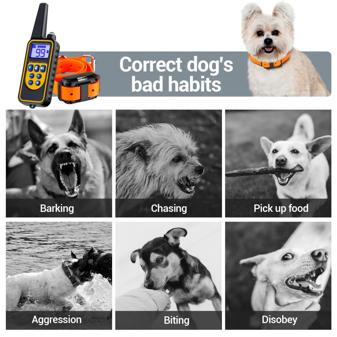 are training collars bad for dogs