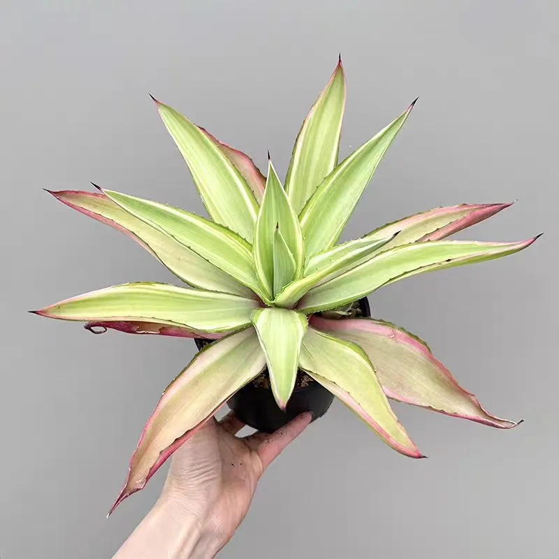 plant Aeonium Echeveria Haworthia  Caudex  Lithops Cactus  Agave 