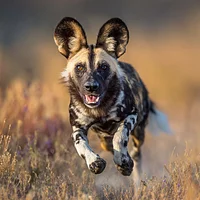 African Wild Dog Running - Diamond Painting